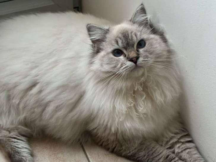 Vente ouverte pour 3 chatons Ragdoll LOOF