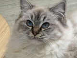 Vente ouverte pour 3 chatons Ragdoll LOOF