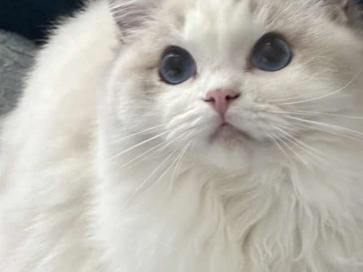 Une femelle Ragdoll blue, chaton de 4 mois avec LOOF - Vente immédiate
