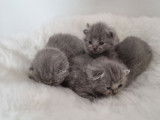 6 magnifiques chatons British Shorthair bleus LOOF de février 2026 à réserver, 3 mâles et 3 femelles disponibles