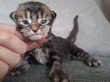 À réserver, 4 chatons Maine Coon LOOF de février 2026, black silver et brown