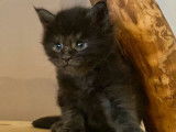 À vendre, un chaton Maine Coon mâle LOOF black smoke de janvier 2026