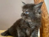 À vendre, un chaton Maine Coon mâle LOOF black smoke de janvier 2026