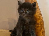 À vendre, un chaton Maine Coon mâle LOOF black smoke de janvier 2026