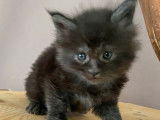 À vendre, un chaton Maine Coon mâle LOOF black smoke de janvier 2026