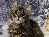 À vendre, un chaton mâle Maine Coon LOOF polydactyle brown mackerel tabby de septembre 2025