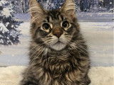 À vendre, un chaton mâle Maine Coon LOOF polydactyle brown mackerel tabby de septembre 2025