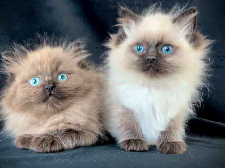 À réserver, un chaton Ragdoll mâle LOOF seal point de décembre 2025