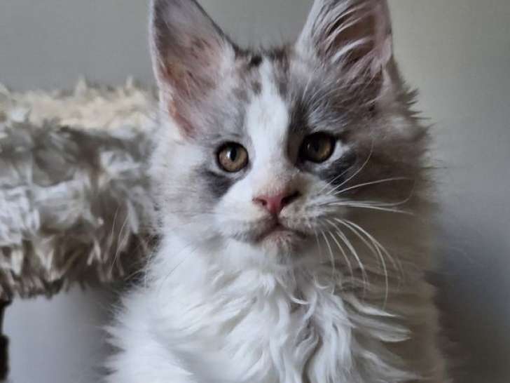 À réserver, 2 adorables chatons Maine Coon mâles LOOF de décembre 2025