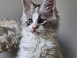 À réserver, 2 adorables chatons Maine Coon mâles LOOF de décembre 2025