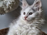 À réserver, 2 adorables chatons Maine Coon mâles LOOF de décembre 2025
