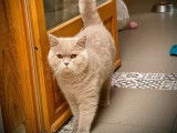 À vendre, un magnifique British Shorthair adulte mâle LOOF lilas