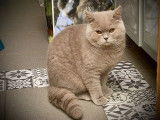 À vendre, un magnifique British Shorthair adulte mâle LOOF lilas