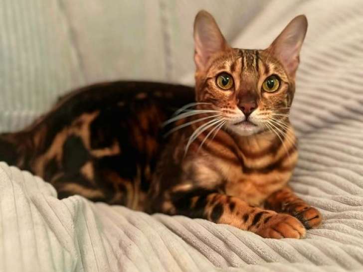 À vendre, une femelle Bengal LOOF de 11 mois, brown tabby marble