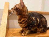À vendre, une femelle Bengal LOOF de 11 mois, brown tabby marble