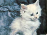 À réserver, 2 chatons Maine Coon mâles LOOF blue high smoke de janvier 2026