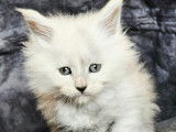 À réserver, 2 chatons Maine Coon mâles LOOF blue high smoke de janvier 2026