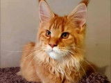 Mise en vente d'une femelle Maine Coon LOOF red adulte
