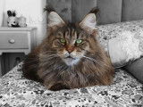 À vendre, une chatte Maine Coon LOOF, brown mackerel tabby