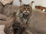À vendre, une chatte Maine Coon LOOF, brown mackerel tabby