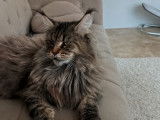 À vendre, une chatte Maine Coon LOOF, brown mackerel tabby