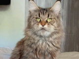 À vendre, une chatte Maine Coon LOOF, brown mackerel tabby