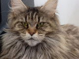 À vendre, une chatte Maine Coon LOOF, brown mackerel tabby