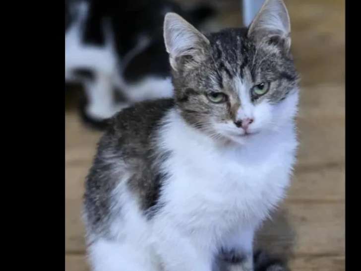 Disponible à l’adoption : chaton mâle tricolore de 7 mois
