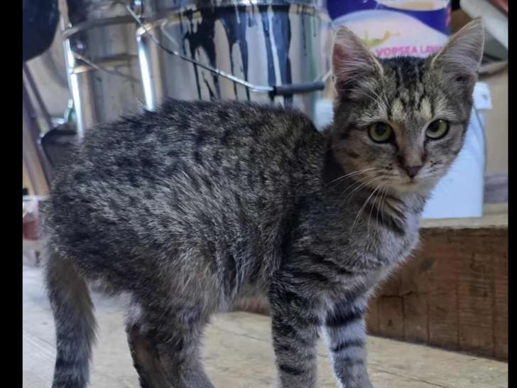 Disponible à l’adoption : chaton femelle tigré de 7 mois