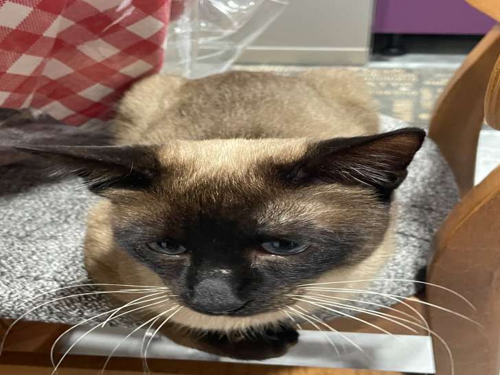 Jeune chat Siamois à vendre