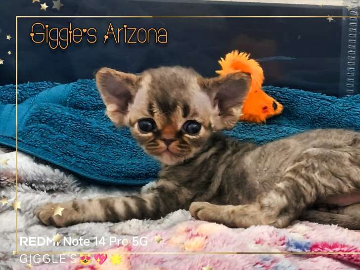 Giggle's Arizona, femelle Devons Rex chocolate tabby à vendre