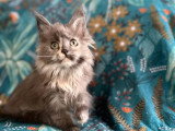 5 Maine Coon Chatons LOOF Vente