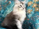 5 Maine Coon Chatons LOOF Vente