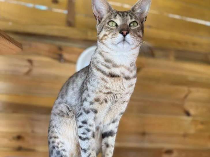 1 Mâle Savannah F6 SBT black silver LOOF saillie