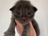 Chatons Maine Coon mâles à vendre