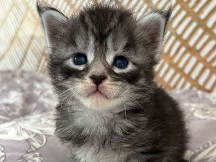 Chatons Maine Coon Loof
