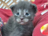 Chatons Maine Coon Loof