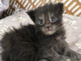 Chatons Maine Coon Loof