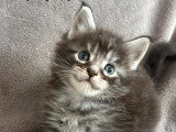 Chatons Maine Coon Loof