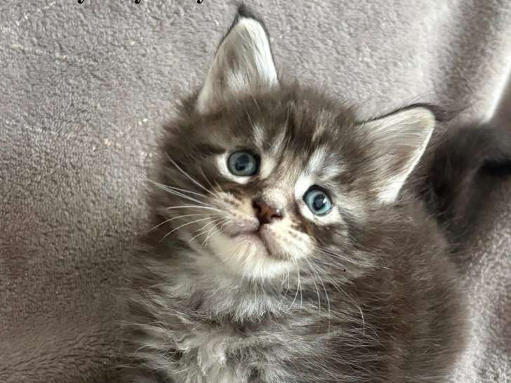 Chatons Maine Coon Loof