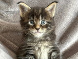 Chatons Maine Coon Loof