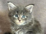Chatons Maine Coon Loof