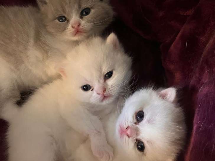 Chatons British Shorthair à réserver