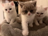 Chatons British Shorthair à réserver