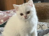 Chatons British Shorthair à réserver