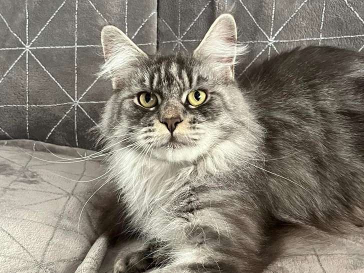 Adorable femelle Maine Coon polydactyle LOOF à vendre