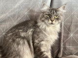 Adorable femelle Maine Coon polydactyle LOOF à vendre