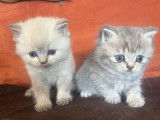 2 chatons mâles British Shorthair LOOF à réserver