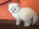 2 chatons mâles British Shorthair LOOF à réserver