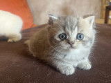 2 chatons mâles British Shorthair LOOF à réserver